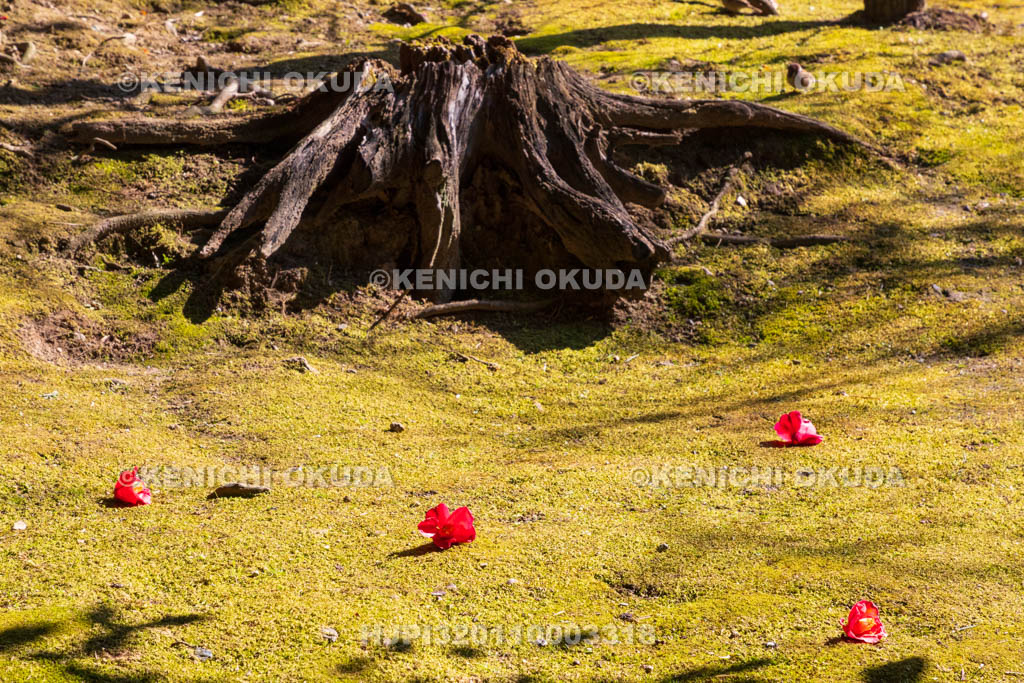京都府　城南宮　神苑　春の山　落ち椿