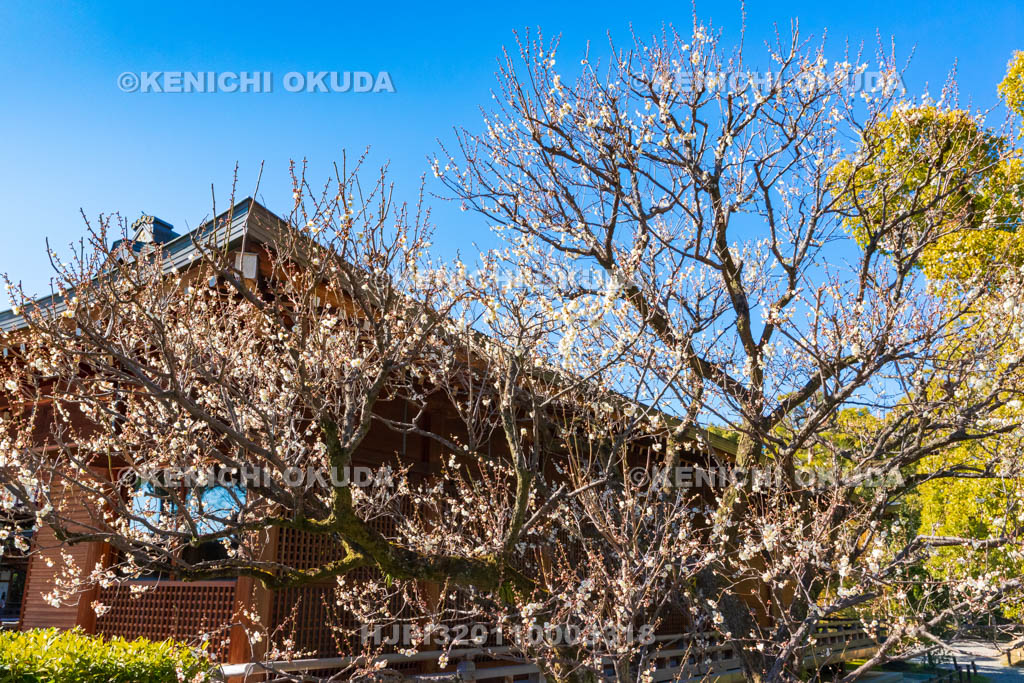 京都府　城南宮　白梅と神楽殿