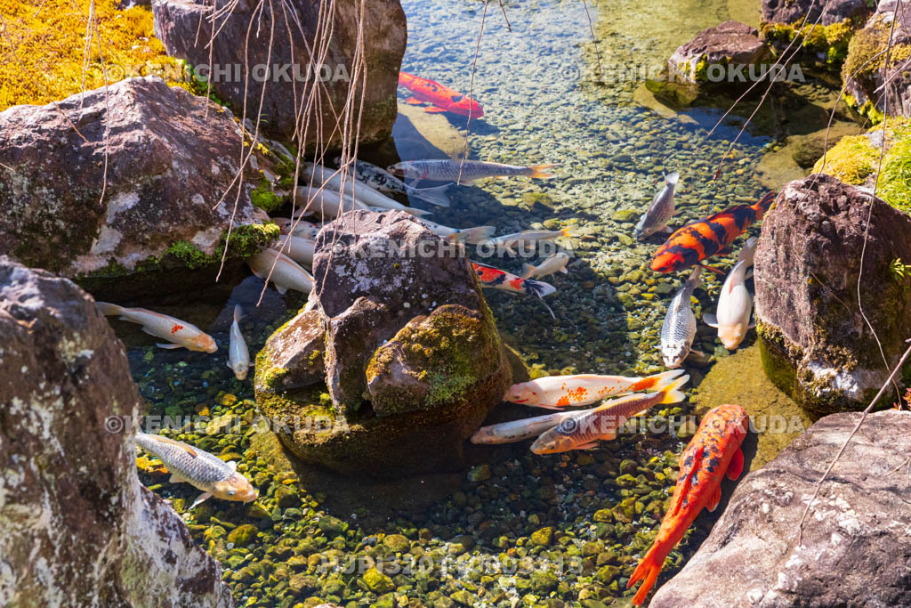 京都府　城南宮　神苑　室町の庭　小川の鯉