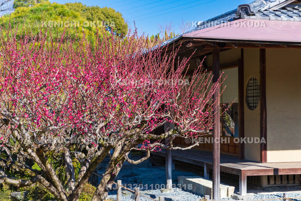 京都府　城南宮　神苑　桃山の庭　紅梅と楽水軒