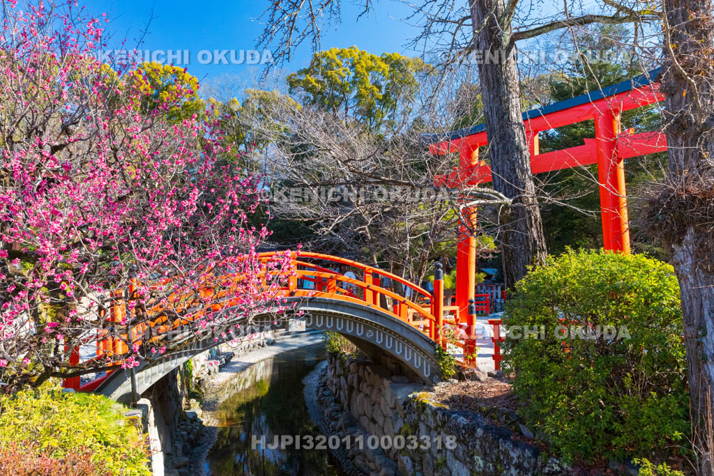 京都府　下賀茂神社（世界遺産）　光琳の梅　輪橋（反り橋）付近