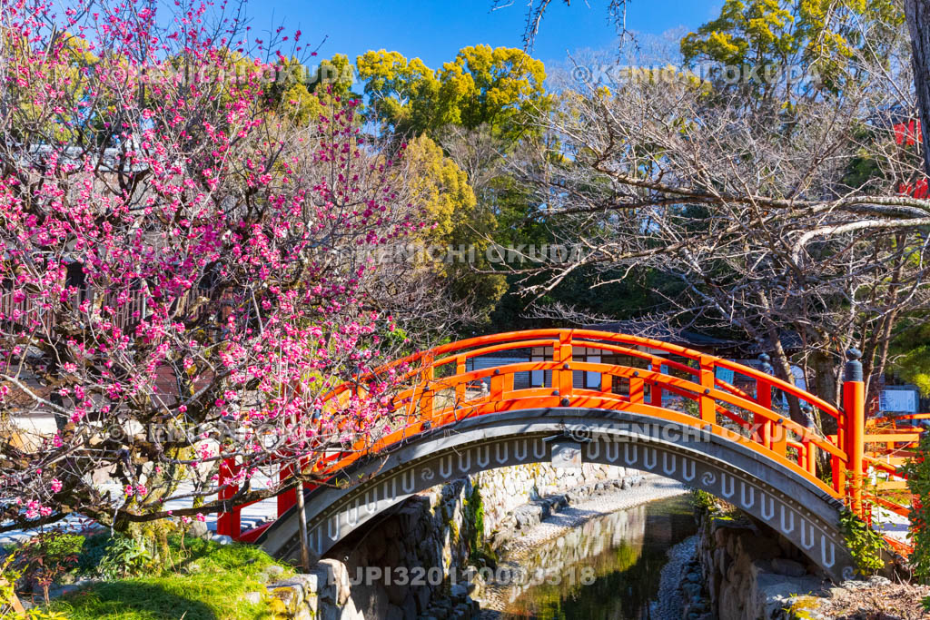 京都府　下賀茂神社（世界遺産）　光琳の梅　輪橋（反り橋）付近