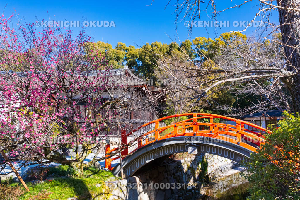 京都府　下賀茂神社（世界遺産）　光琳の梅　輪橋（反り橋）付近