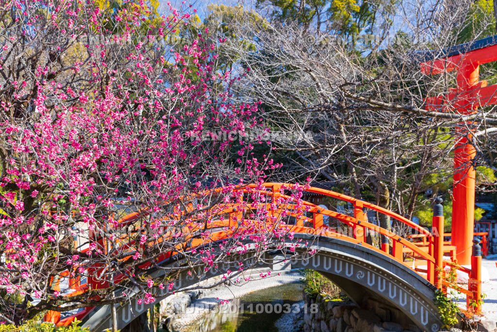京都府　下賀茂神社（世界遺産）　光琳の梅　輪橋（反り橋）付近