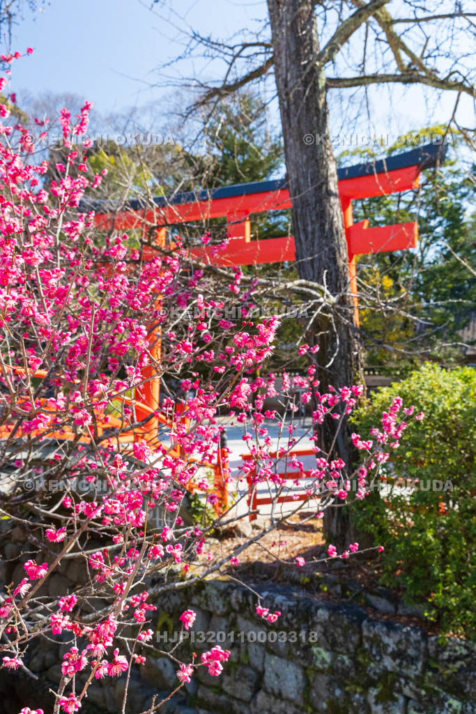 京都府　下賀茂神社（世界遺産）　光琳の梅　輪橋（反り橋）付近