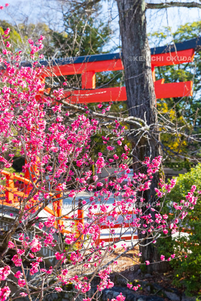 京都府　下賀茂神社（世界遺産）　光琳の梅　輪橋（反り橋）付近