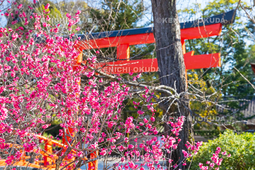 京都府　下賀茂神社（世界遺産）　光琳の梅　輪橋（反り橋）付近