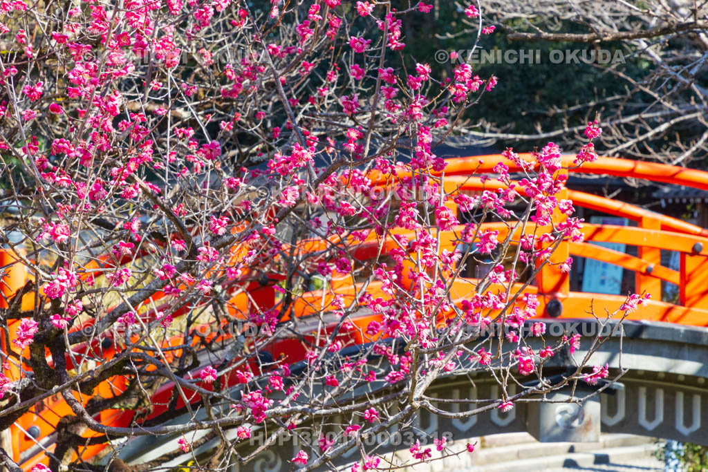 京都府　下賀茂神社（世界遺産）　光琳の梅　輪橋（反り橋）付近
