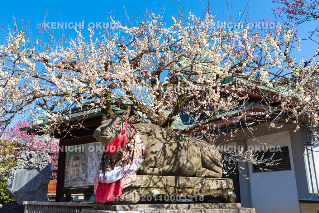 京都府　北野天満宮　白梅と臥牛像　宝物殿付近