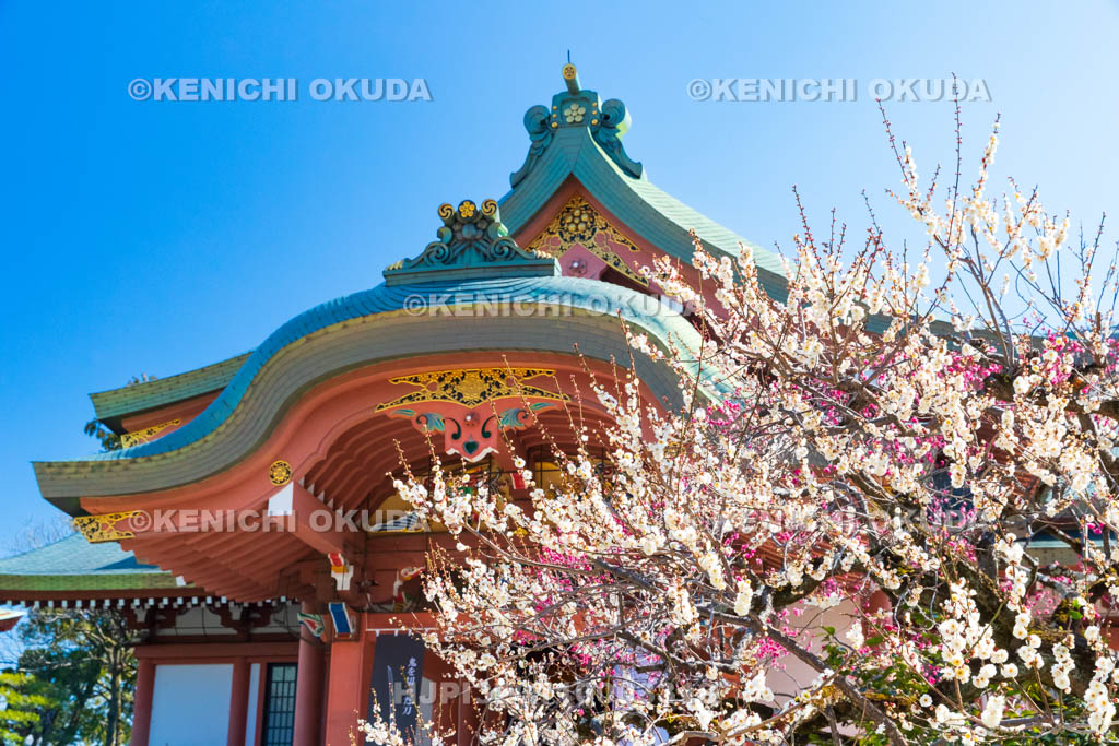 京都府　北野天満宮　紅白梅と宝物殿
