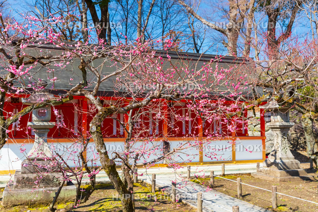 京都府　北野天満宮　紅梅と八社