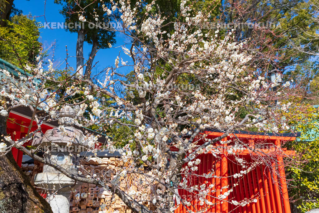 京都府　北野天満宮　白梅と牛社