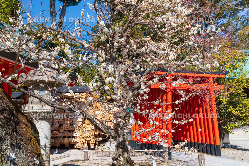 京都府　北野天満宮　白梅と牛社