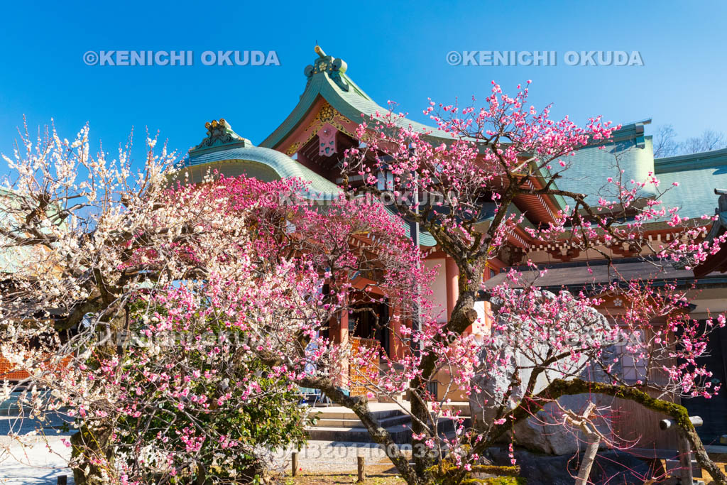 京都府　北野天満宮　紅白梅と宝物殿