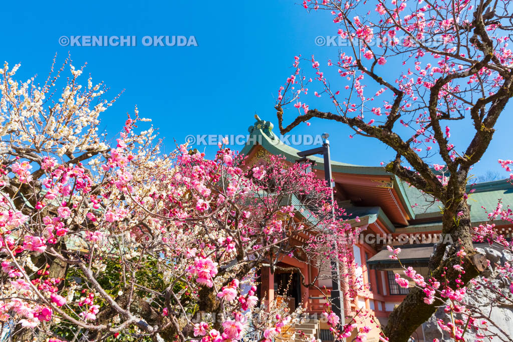 京都府　北野天満宮　紅白梅と宝物殿