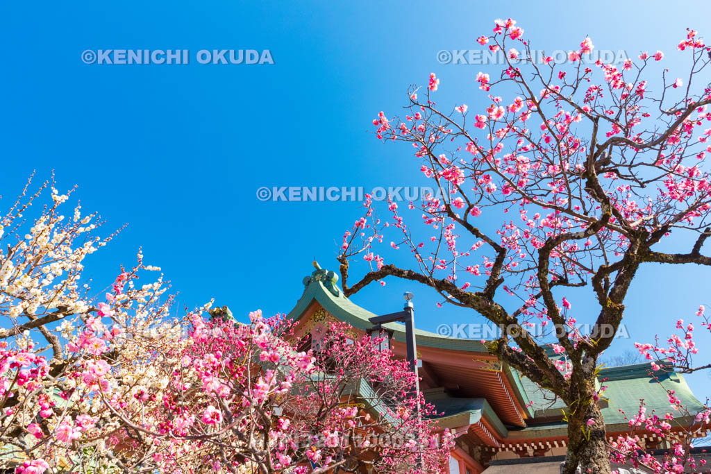 京都府　北野天満宮　紅白梅と宝物殿