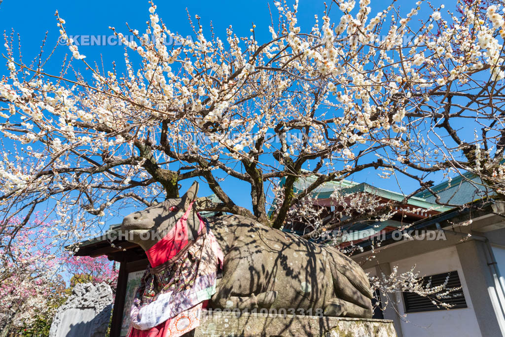 京都府　北野天満宮　白梅と臥牛像　宝物殿付近