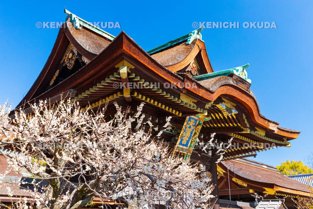 京都府　北野天満宮　白梅と三光門（重要文化財）