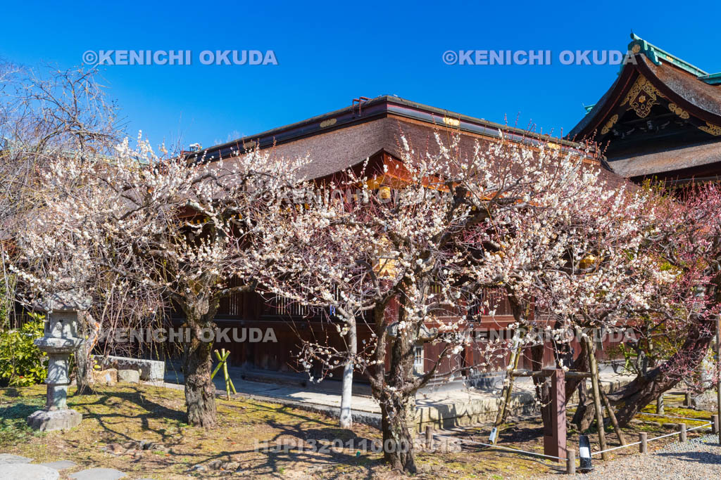 京都府　北野天満宮　 船出の庭　白梅と本殿回廊　三光門付近