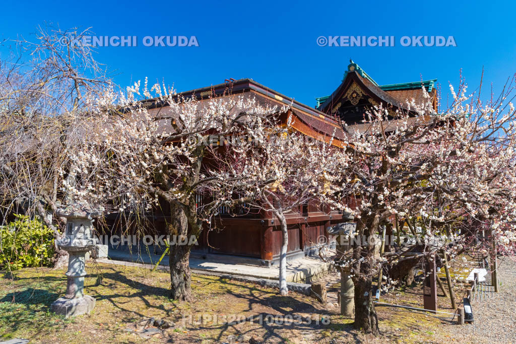 京都府　北野天満宮　 船出の庭　白梅と本殿回廊　三光門付近