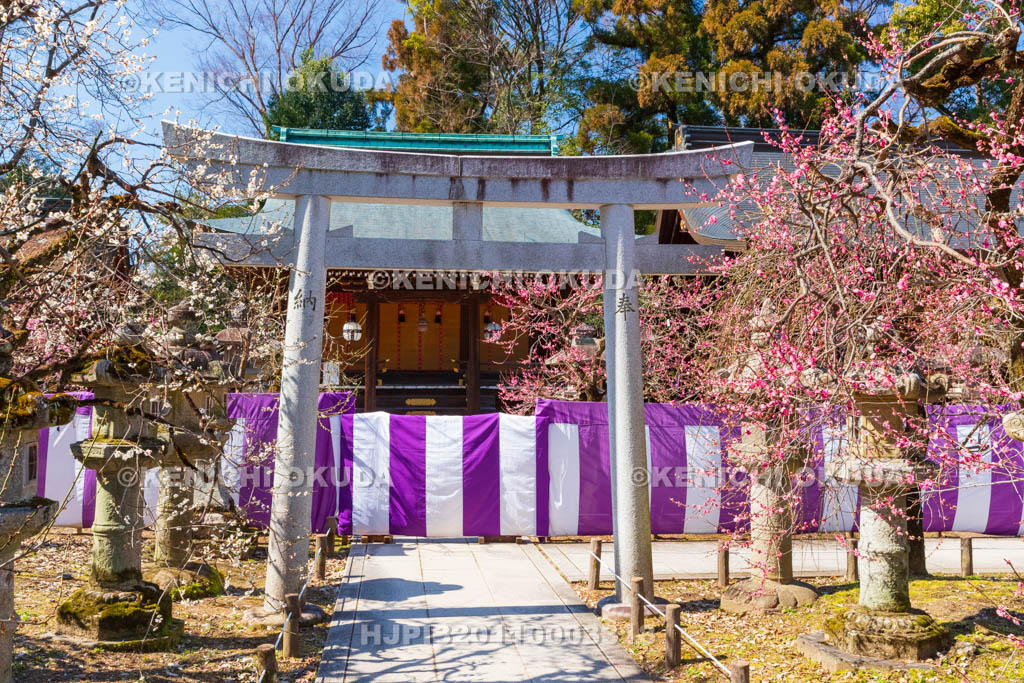 京都府　北野天満宮　紅白梅と稲荷神社