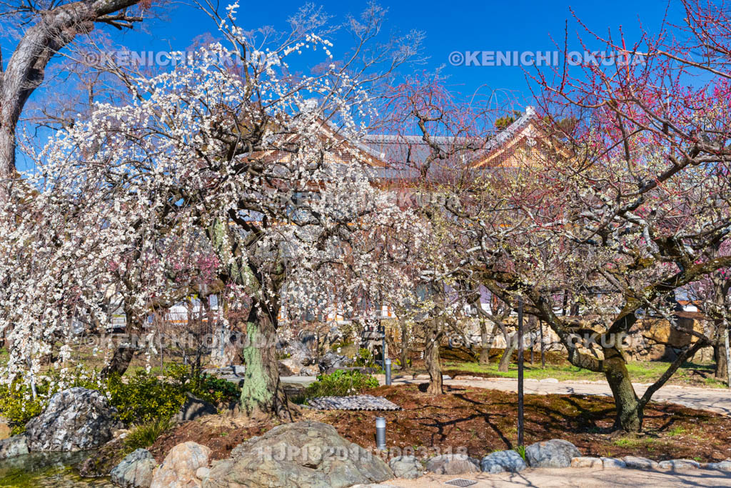 京都府　北野天満宮　梅苑「花の庭」の梅