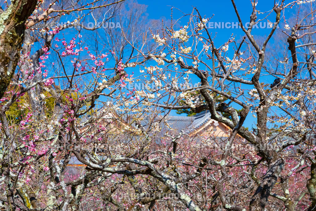 京都府　北野天満宮　梅苑「花の庭」の梅