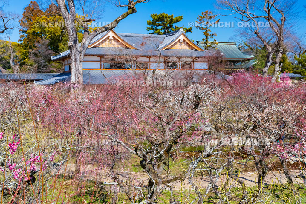 京都府　北野天満宮　梅苑「花の庭」の梅