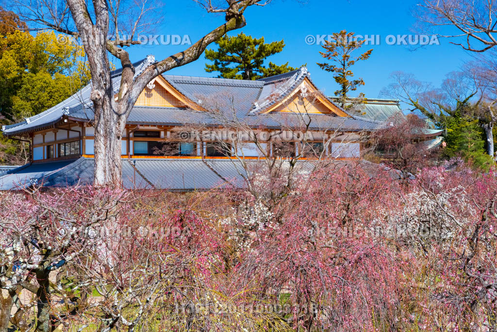 京都府　北野天満宮　梅苑「花の庭」の梅