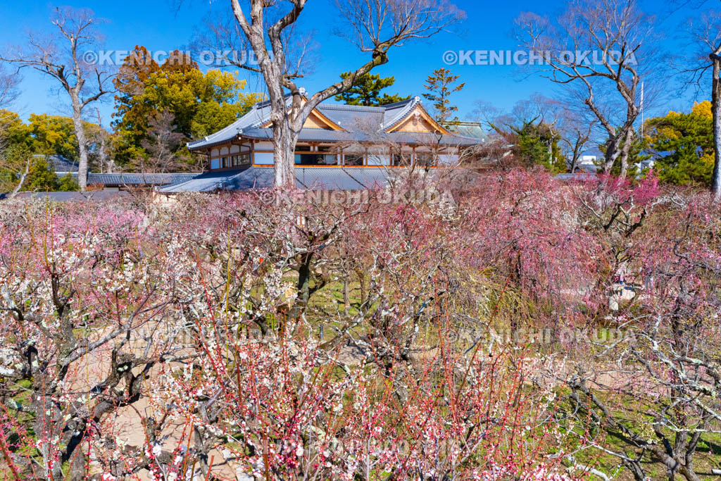 京都府　北野天満宮　梅苑「花の庭」の梅