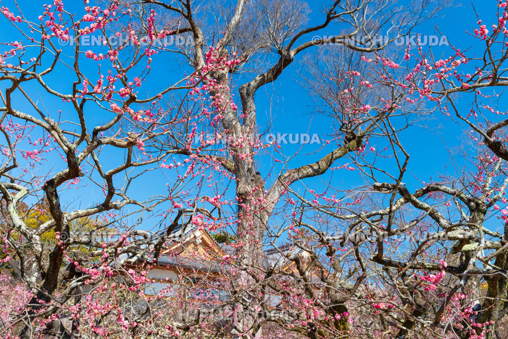 京都府　北野天満宮　梅苑「花の庭」の梅