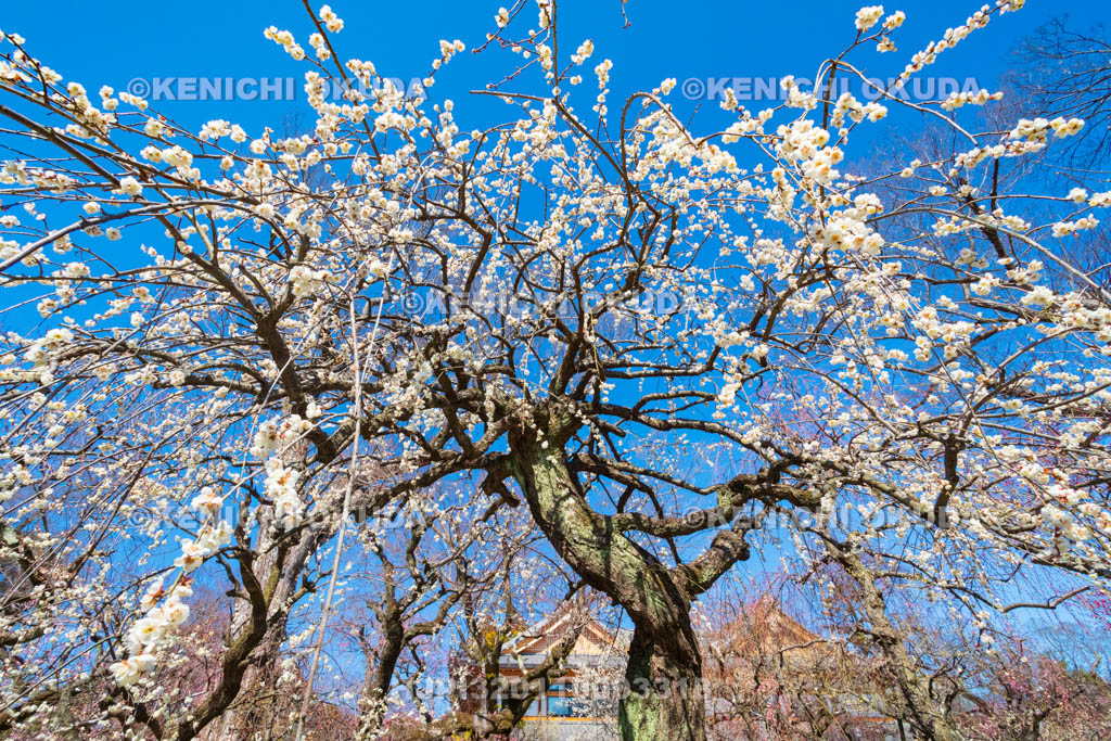 京都府　北野天満宮　梅苑「花の庭」の梅