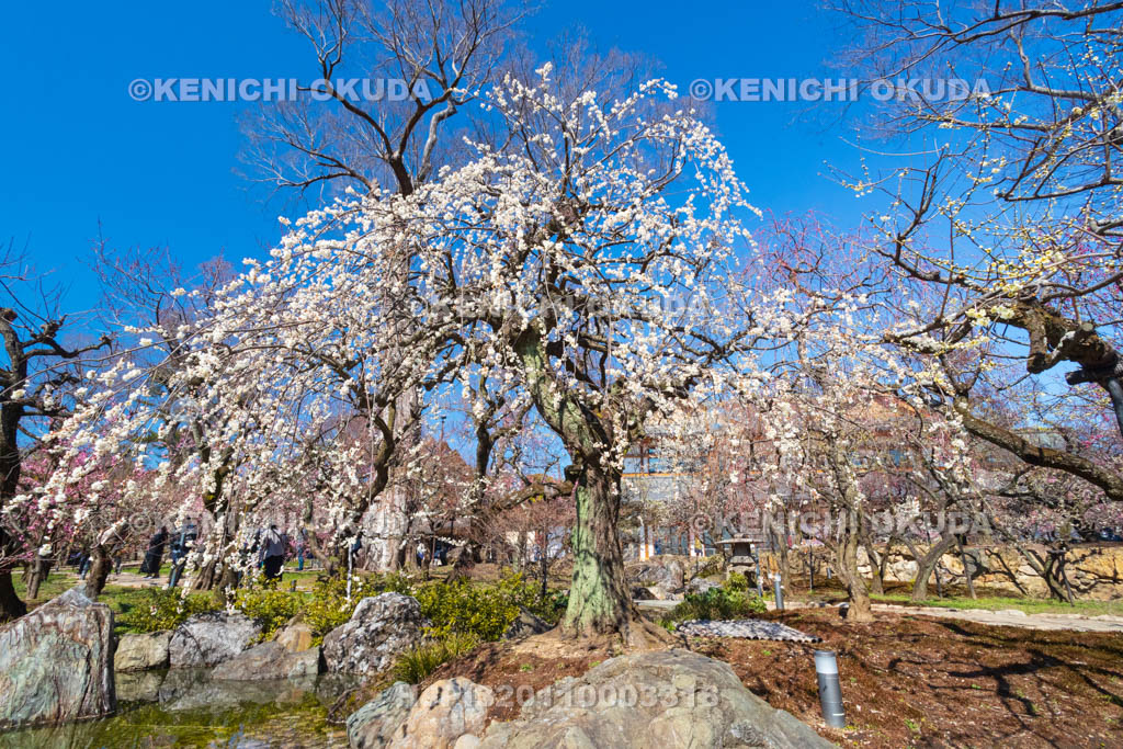 京都府　北野天満宮　梅苑「花の庭」の梅