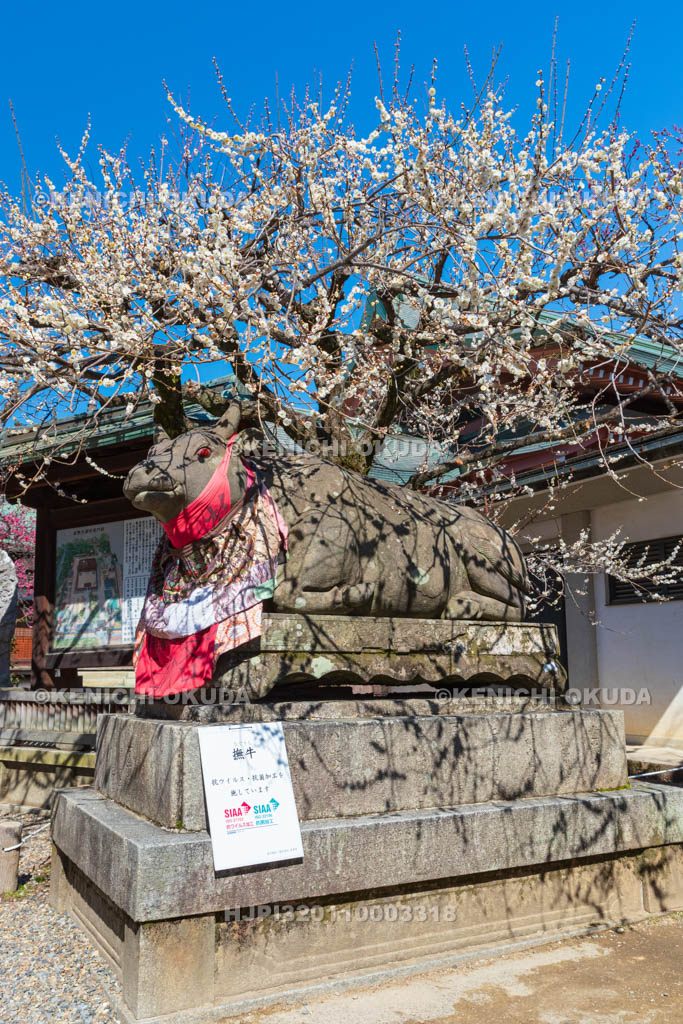 京都府　北野天満宮　白梅と臥牛像　宝物殿付近