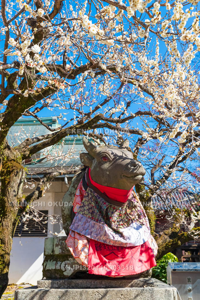 京都府　北野天満宮　白梅と臥牛像　宝物殿付近