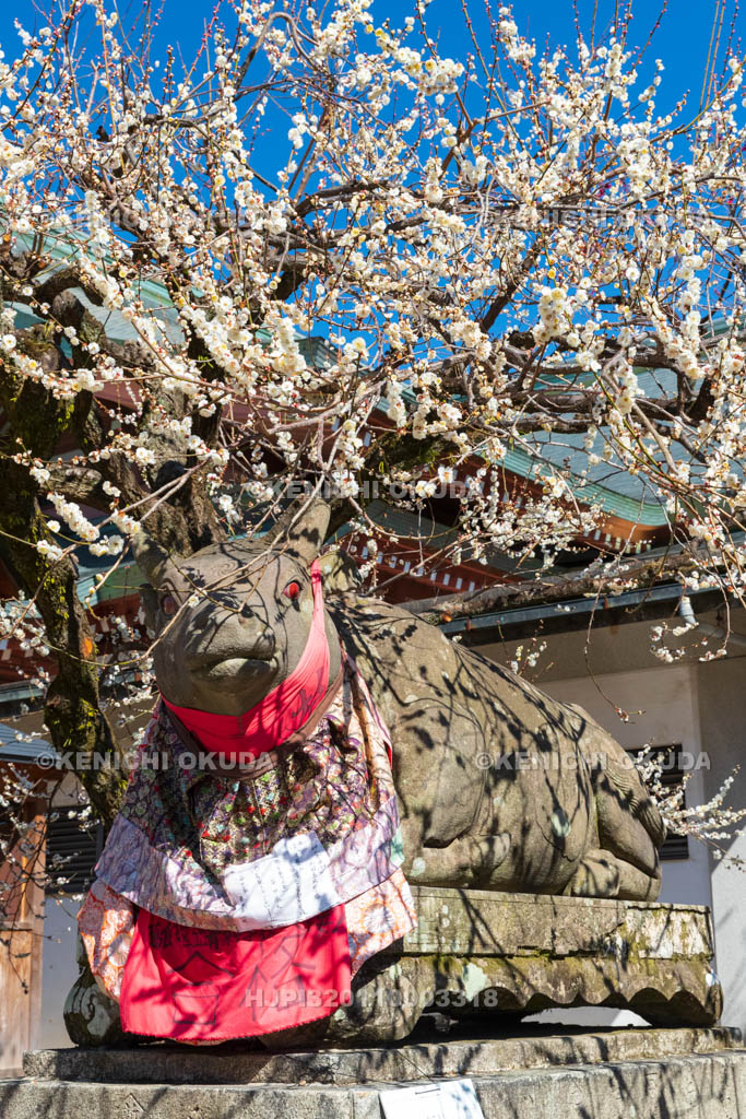 京都府　北野天満宮　白梅と臥牛像　宝物殿付近