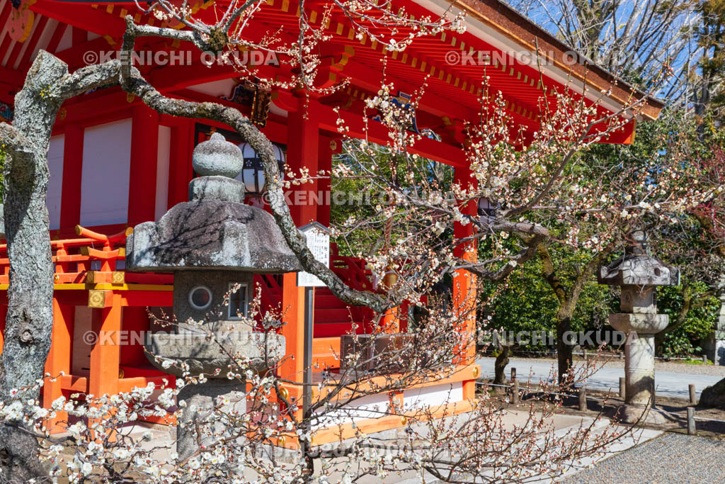 京都府　北野天満宮　白梅と地主神社