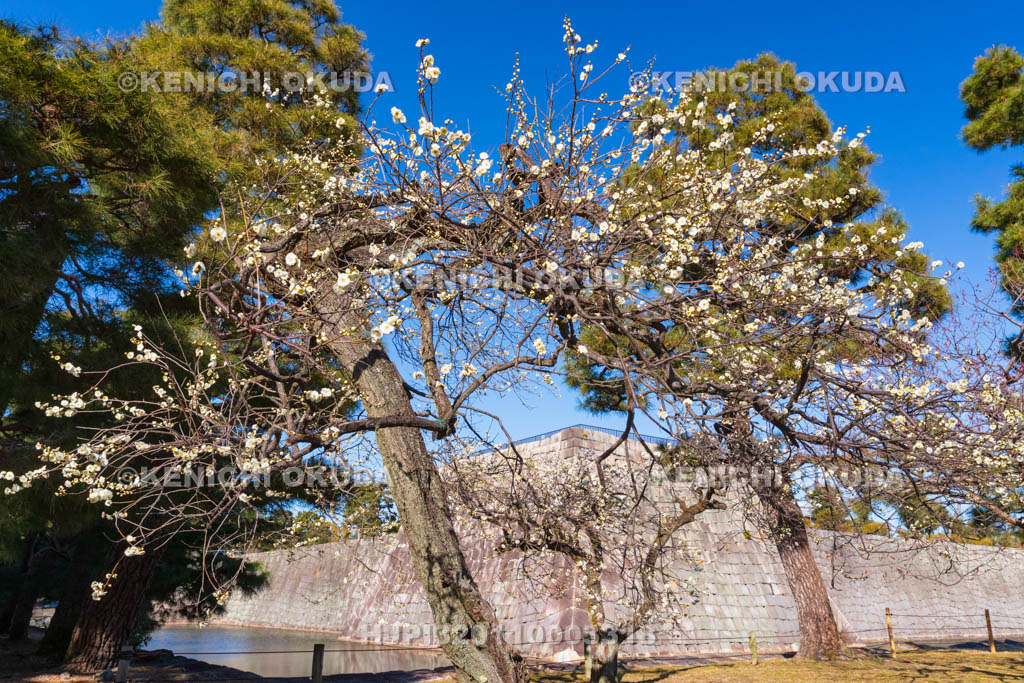京都府　元離宮二条城（世界遺産）　梅林の白梅と天守閣跡
