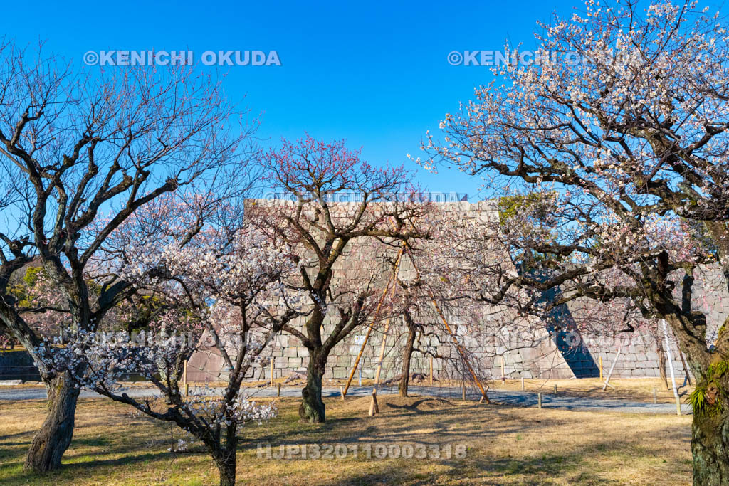 京都府　元離宮二条城（世界遺産）　梅林と天守閣跡