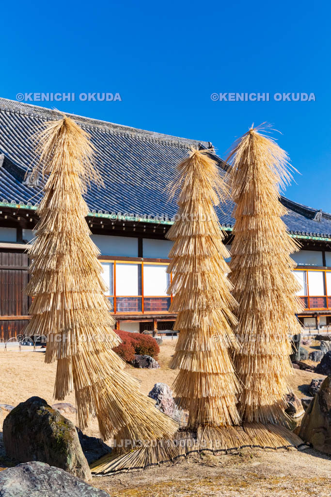 京都府　元離宮二条城（世界遺産）　二の丸庭園　蘇鉄（ソテツ）の防寒対策