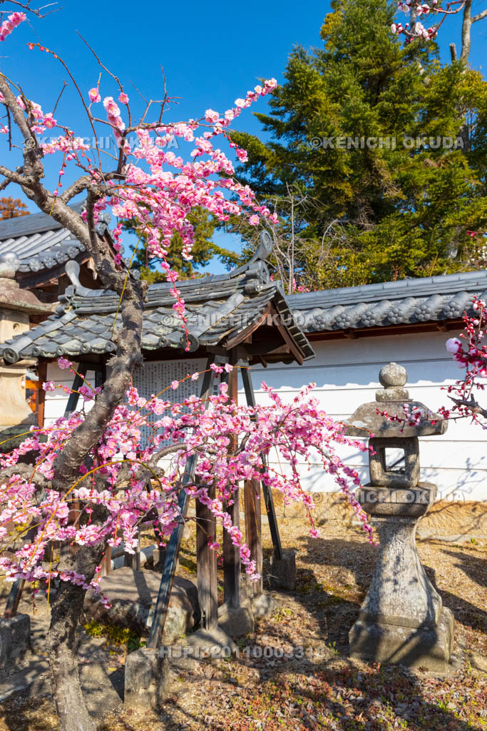 奈良県　菅原天満宮　しだれ梅　表門付近