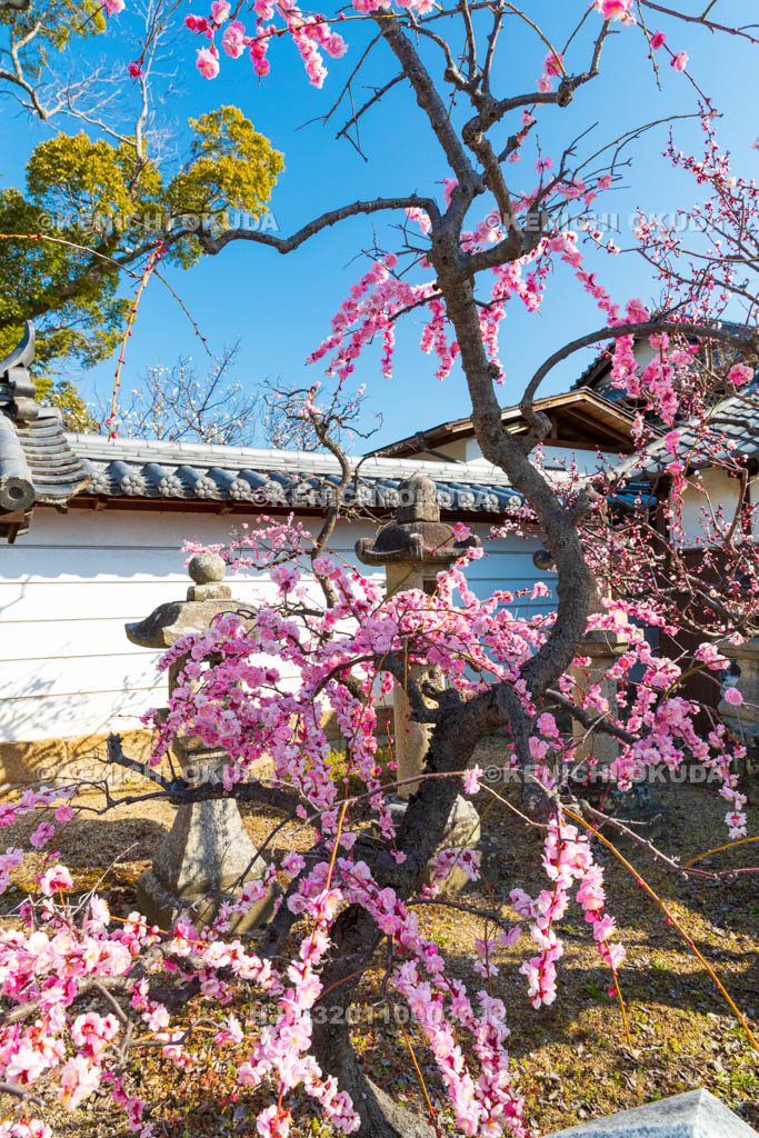 奈良県　菅原天満宮　しだれ梅　表門付近