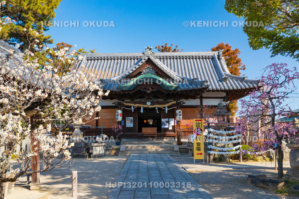 奈良県　菅原天満宮　梅と拝殿