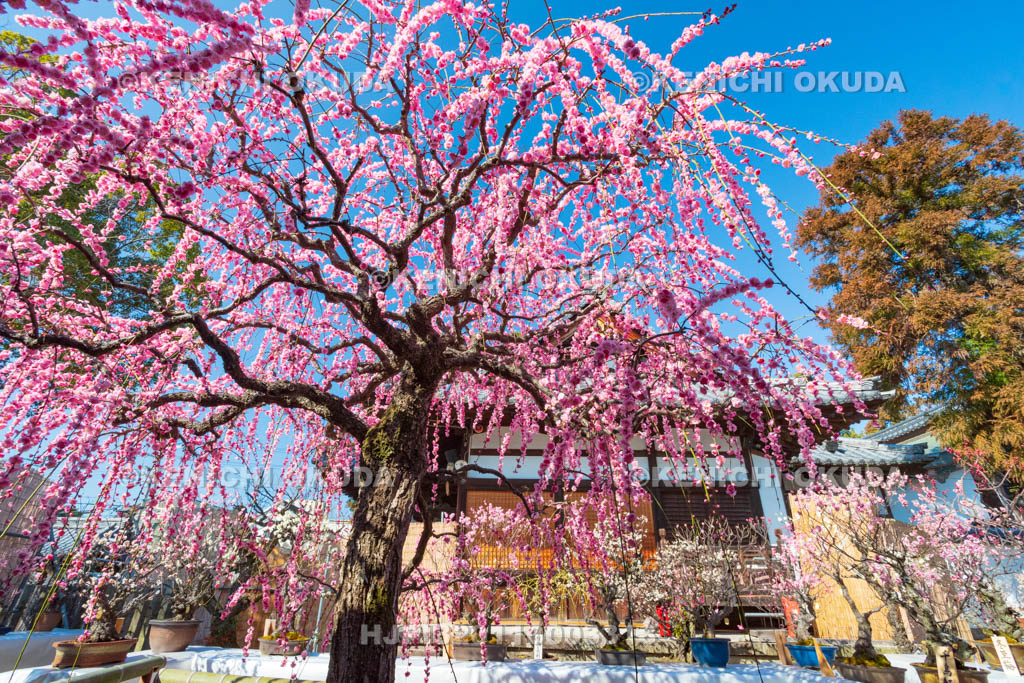 奈良県　菅原天満宮　盆梅展　しだれ梅