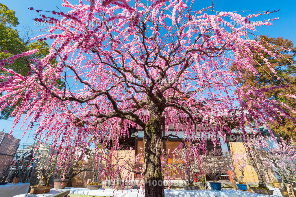 奈良県　菅原天満宮　盆梅展　しだれ梅