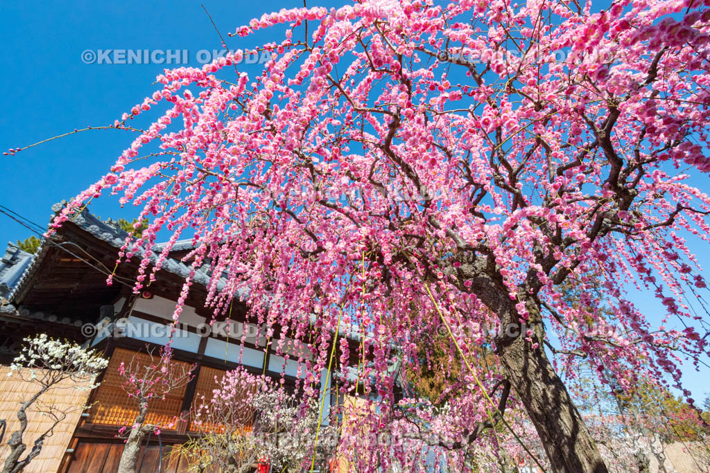奈良県　菅原天満宮　しだれ梅