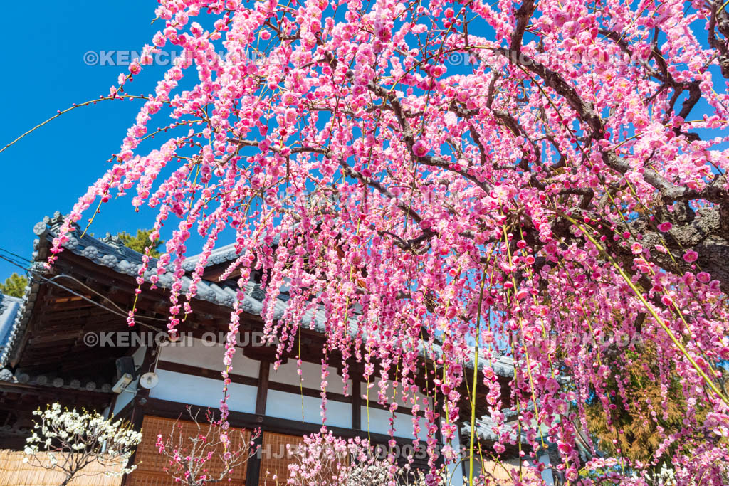 奈良県　菅原天満宮　しだれ梅