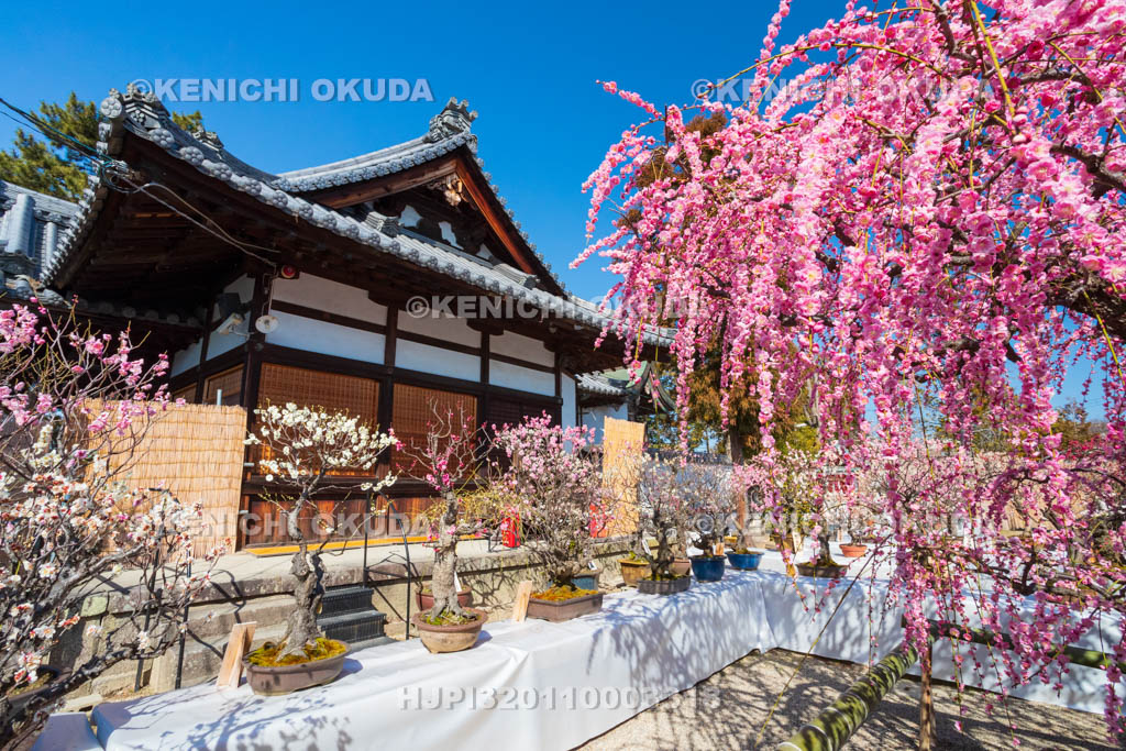 奈良県　菅原天満宮　盆梅展　しだれ梅