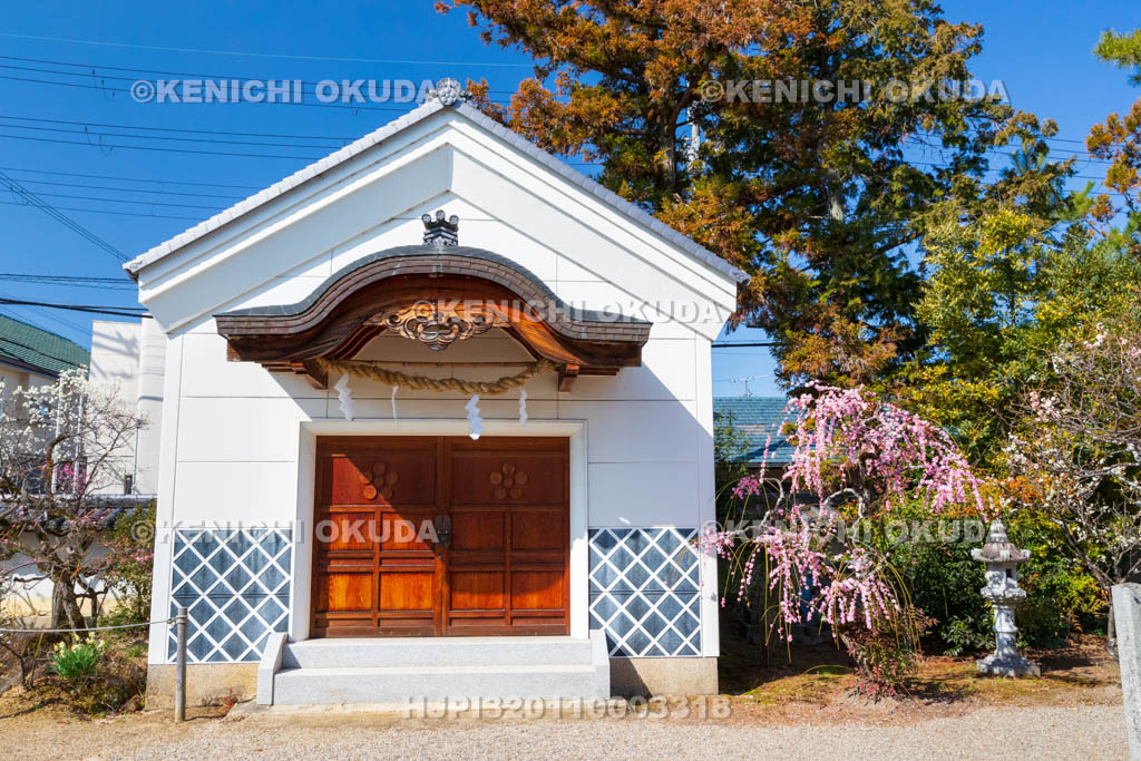 奈良県　菅原天満宮　しだれ梅と土蔵