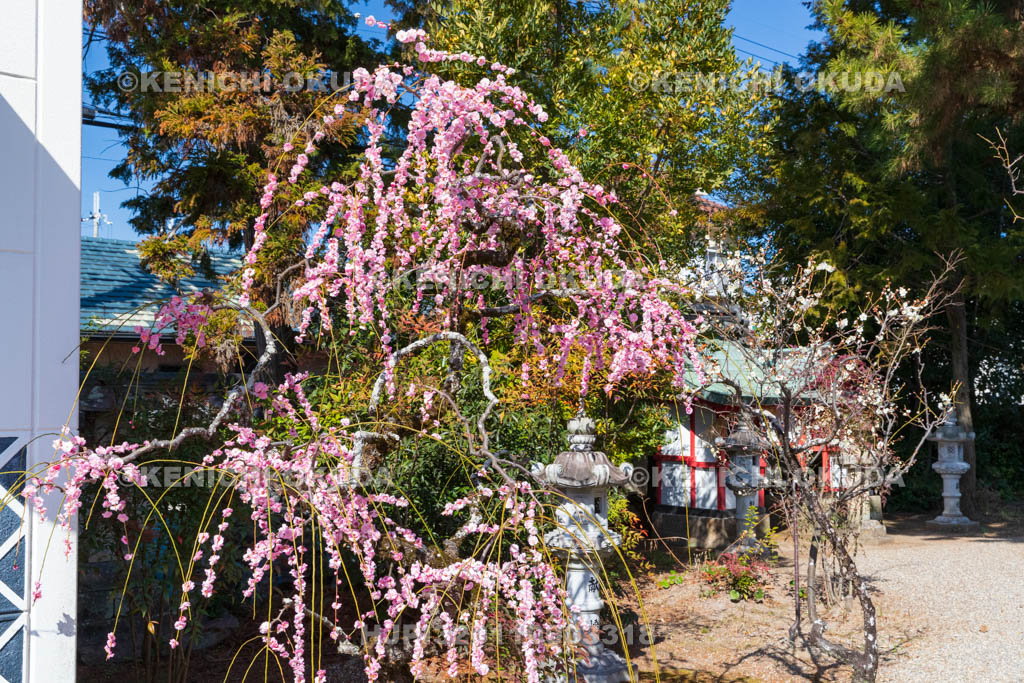 奈良県　菅原天満宮　しだれ梅　土蔵付近